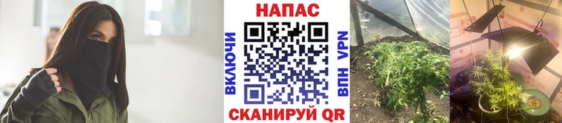 МАРИХУАНА Ganja  Купить где  Струнино 